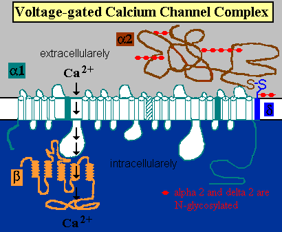 Ca Channel